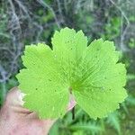 Ranunculus cortusifolius Leaf