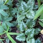 Lamium galeobdolonЛист