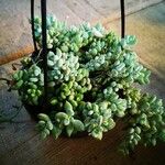 Cotyledon pendens Hoja