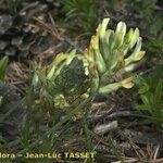 Astragalus vesicarius പുഷ്പം