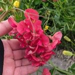 Lathyrus tuberosus Flower