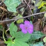 Geranium nodosum花