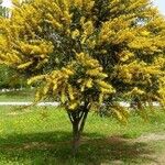 Acacia saligna Folha