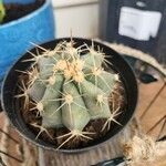 Echinocactus texensis 樹皮