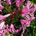 Nerine undulata Flower