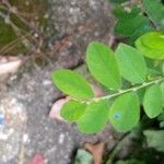 Phyllanthus tenellus পাতা