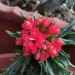 Kalanchoe laciniata 花