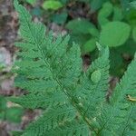 Dryopteris carthusiana Foglia