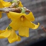 Forsythia viridissima Цветок