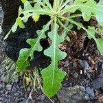 Sonchus congestus Blatt