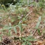 Hemipilia cucullata Blüte