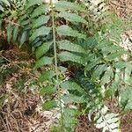 Asplenium boltonii Leaf