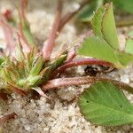 Trifolium suffocatum Habitus