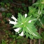 Lamium bifidum Leaf