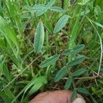 Onobrychis aequidentata 葉