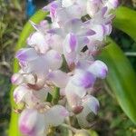 Aerides odorata Flor