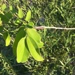 Cassia obtusifolia Leaf