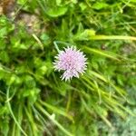 Allium schoenoprasumFiore