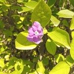 Brunfelsia unifloraFlower