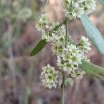 Gymnosporia senegalensis Blüte