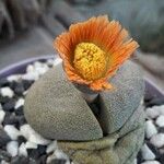 Pleiospilos neliiBlüte