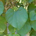 Aristolochia grandiflora Fuelha