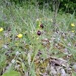 Ophrys sphegodes Žiedas