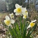 Narcissus bicolor Flower
