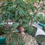 Calliandra brevipes Hoja