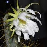 Lobivia bridgesii Floare