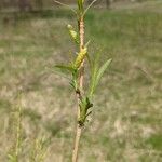 Salix viminalis برگ