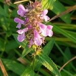 Stachys palustris Žiedas