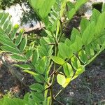 Robinia pseudoacacia Hàbitat