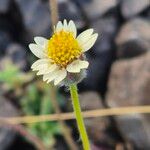 Tridax procumbens Floro