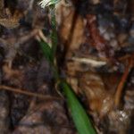 Spiranthes ovalis Flower
