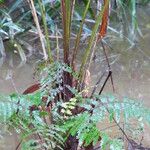 Manicaria saccifera Blad