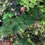 Rubus niveus Foglia