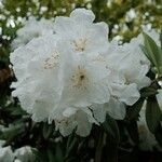 Rhododendron decorum Flor