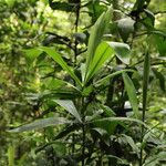 Dracaena arborea Hoja