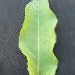 Emex spinosa Leaf