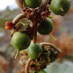 Byrsonima verbascifolia Frucht
