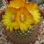Parodia microsperma Flor
