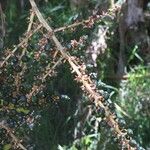 Cordyline mauritiana Beste bat