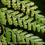 Culcita macrocarpa 果実