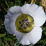 Calochortus gunnisonii Λουλούδι