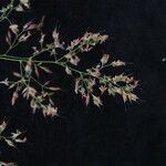 Calamagrostis staintonii