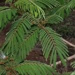 Balizia elegans Leaf