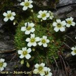 Saxifraga muscoides Habitus