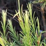 Melaleuca armillaris Blad