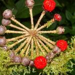Marcgravia nepenthoides Fruit